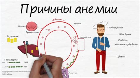 Профилактика анизоцитоза