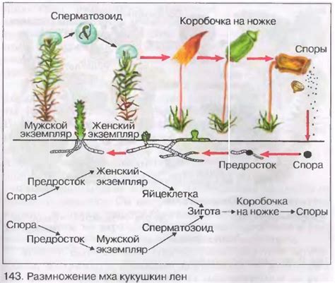 Профилактика образования мха на растениях: приемы и методы предотвращения