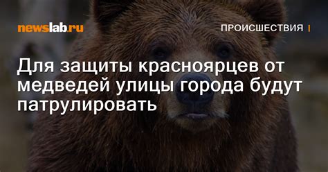 Профилактические меры для предотвращения появления медведей в метро