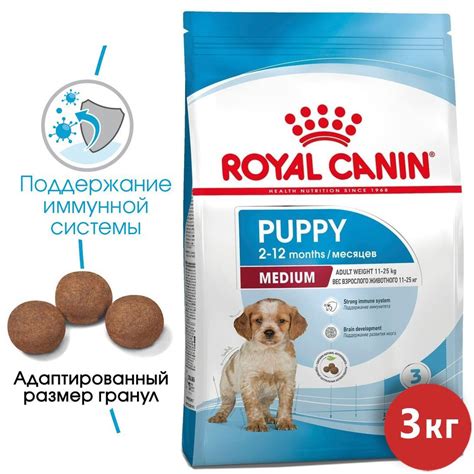 Процесс знакомства с новыми предметами для взрослой собаки