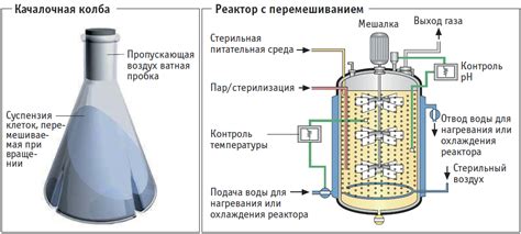 Процесс ферментации творожной массы