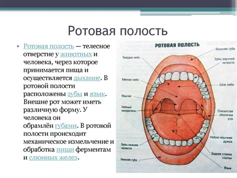 Работа с глазками и ротовой частью