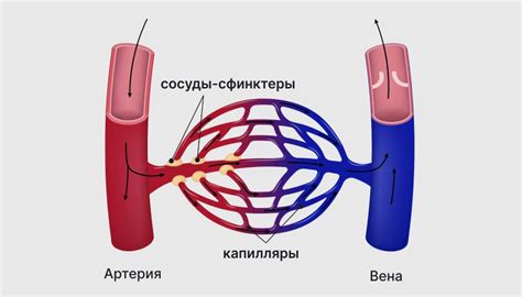 Рабочий механизм препаратов, суживающих кровеносные сосуды