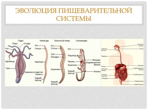Развитие пищеварительной системы у младенцев
