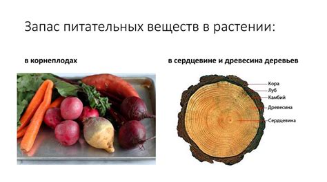 Раздел 1.3: Пропорция и источники питательных веществ