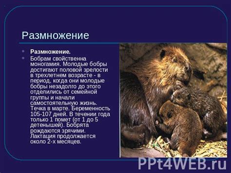 Размышления о предпочтениях и недостатках заботы о домашней жизни бобров