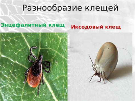 Разнообразие клещей, присутствующих в городской среде