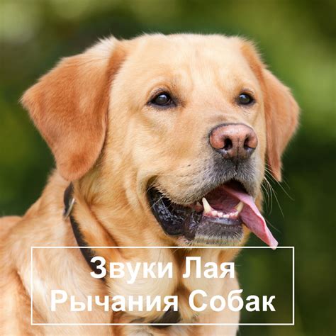 Распознавание агрессивности по голосовым проявлениям и звукам лая у собаки