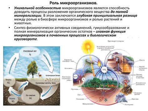 Распространение микроорганизмов в спортзале: актуальная проблема