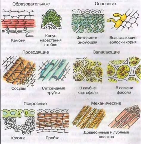 Растительные покровы для природного преображения и ускоренного роста растений