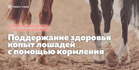 Регулярное поддержание здоровья пони – гарантия их благополучия