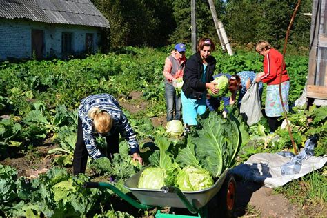 Регулярный убор урожая и удаление перезревших плодов