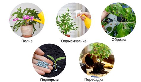 Регулярный уход за цветами после полного восстановления