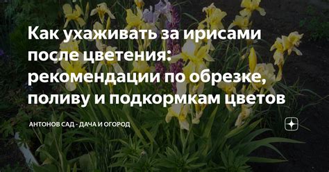 Рекомендации по подкормкам и поливу