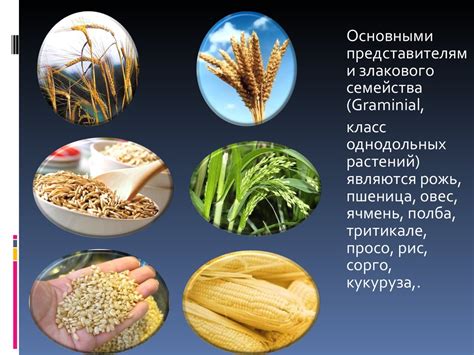 Римский вклад в происхождение названия зерновой культуры