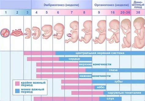 Риски и возможные последствия перекашивания эмбрионального очага в период 32 недель беременности