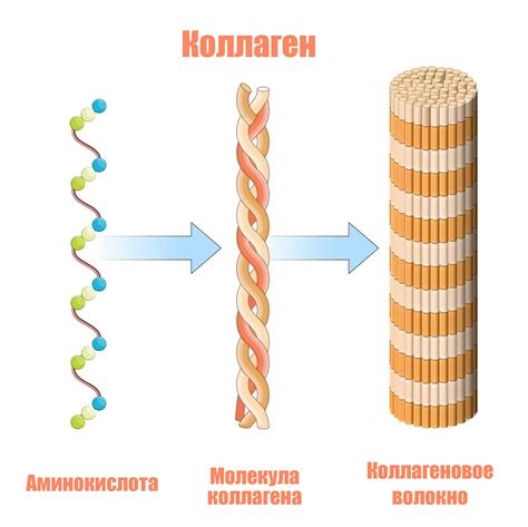 Ролевая модель коллагена в структуре кожи