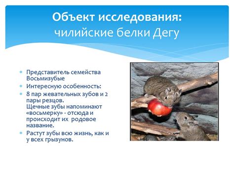 Ролевое поведение самцов и самок: взаимодействие специфических ролей в животном мире