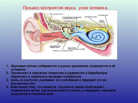 Роль гармонии ушных контуров в аккуратности слухового восприятия