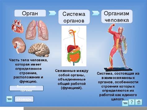 Роль защитной системы организма в возникновении гипотермии в период заболевания ротовирусом
