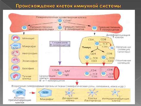 Роль иммунной системы в изменении температуры организма