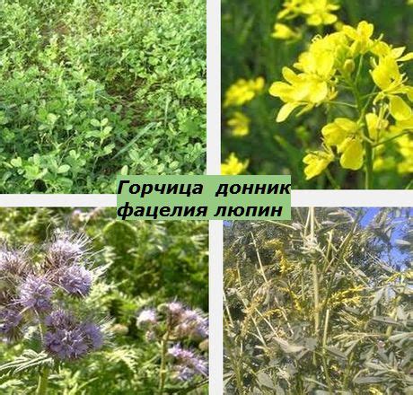 Роль и значимость сидератов для почвенного плодородия осенью