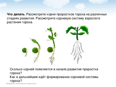 Роль натрия в стимуляции развития корневой системы лука