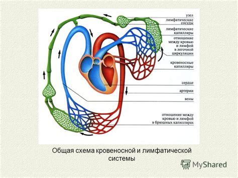 Роль нейтрального клапана в кровообращении