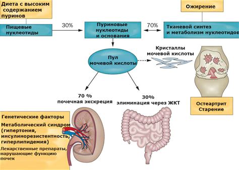 Роль повышенного уровня мочевой кислоты в возникновении ощущения голода
