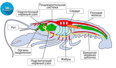 Роль речных раков в биологических системах водоемов и рек
