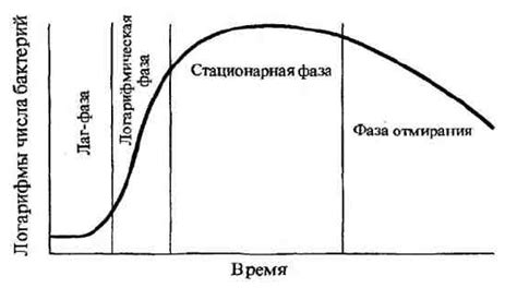 Рост бактерий и распространение запахов