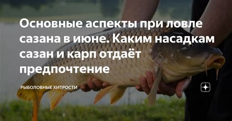 Сазан: важность умелого соединения волосистого снаряда