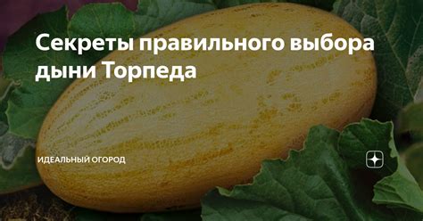 Секреты выбора правильной дыни