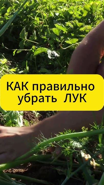 Секреты долгого хранения укропа и лука: проверенные методы и трюки