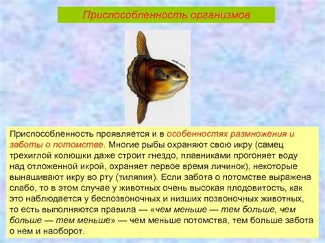 Секреты размножения и заботы о потомстве Очитки