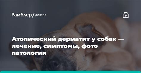 Симптомы и признаки патологии у собак