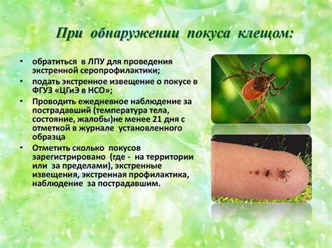 Симптомы и признаки покуса клещом у домашнего любимца