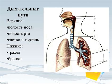 Следите за выделениями из дыхательных путей