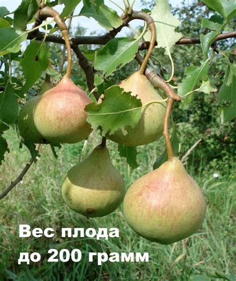 Советы по процессу опыления сорта Яковлева