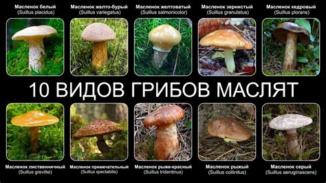 Совместимость различных видов грибов с сыроежками