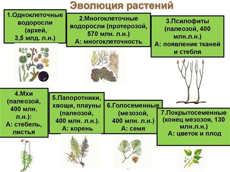 Создание подходящих условий для развития кабачковых растений