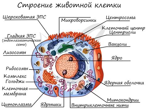 Сокрытие излишних клеток с помощью функции "Скрыть"