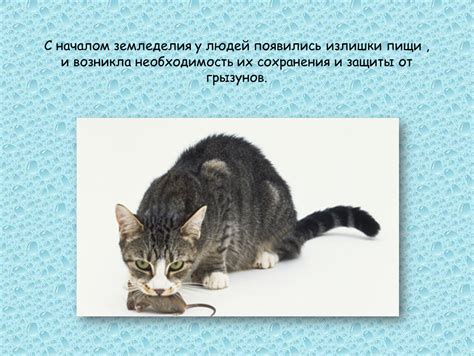 Способы и места сохранения запасов пищи у грызунов