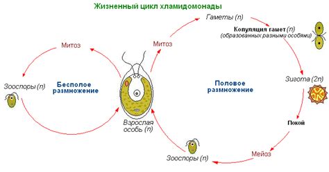 Способы размножения и жизненный цикл морского окунзецы в акватории Черкосого бассейны