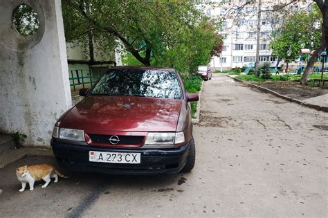 Справиться с насекомыми, мешающими наслаждаться автомобилем