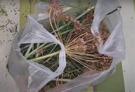Статья о сушке укропа в бумажном пакете или на бумажном полотенце