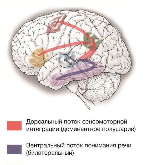Стимуляция нейрохимических процессов в мозге