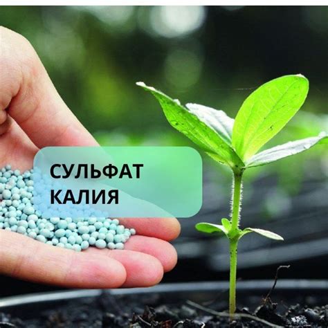 Сульфат калия: особенности и преимущества