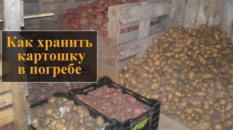 Сушить и хранить: превращаем картошку в долгосрочный продукт
