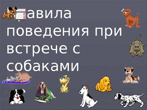 Тренировка и игры: эффективные способы изменения поведения собаки при встрече с кошками
